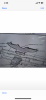 A096F332-0DA2-4EF0-BFE9-B6670F797C5F.png