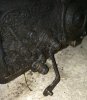 kickdown lever.JPG