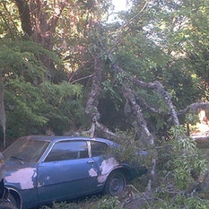 Hit By Tree While Awaiting Restoration